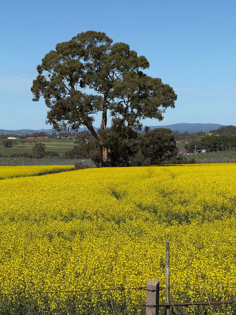 Admire canola crops from the right side of the fence post image