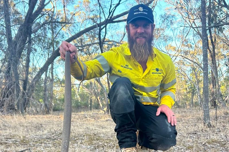Catcher’s snake bite injects timely warning post image