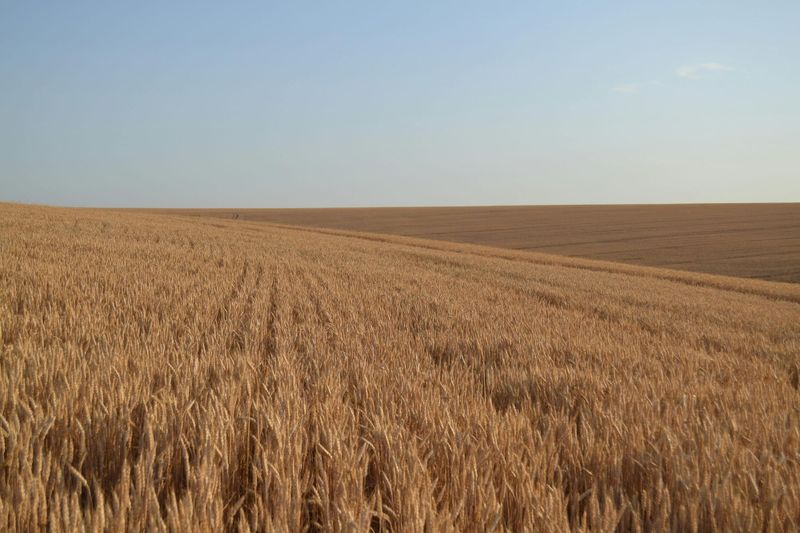 Record SA harvest workforce cannot be left to a lottery post image