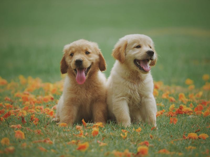 Homelessness reform delivers practical help for people with pets this summer post image