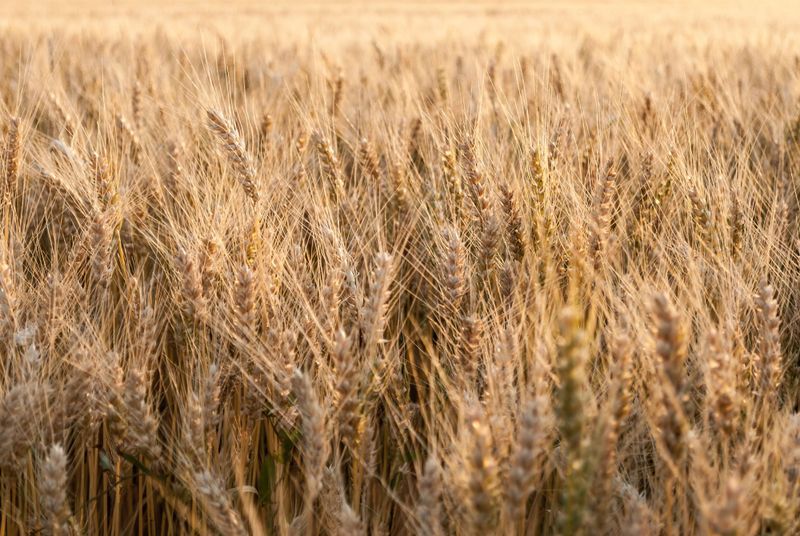 Nominations open for grain awards post image