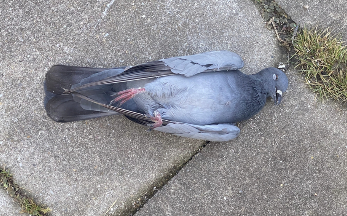 Bird Flu Vaccine Blamed For Death Of Young Healthy Pigeon That Got Fried On Power Lines