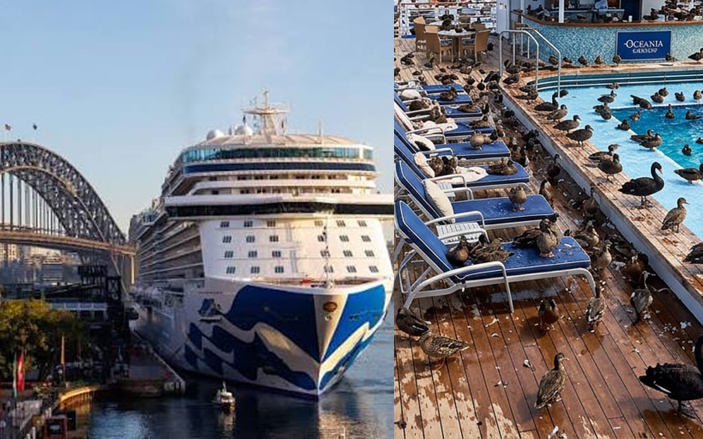 Government To Wait Until Cruise Ship Full Of Old Ducks Disembarks In Centre Of Sydney Before Rolling Out Bird Flu Lockdowns