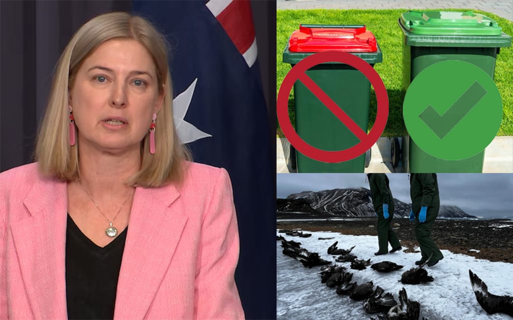 Minister Confirms Dead Birds Go In The Red Bin, Not The Green Bin, As Bird COVID Kicks Off