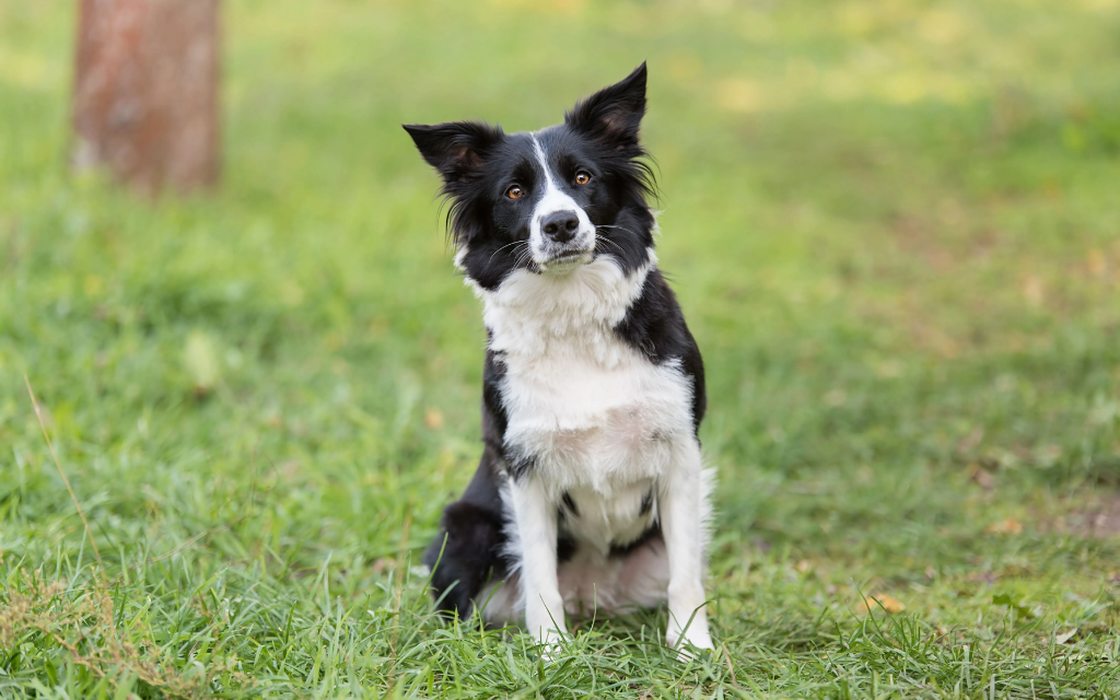 Militantly Well Trained Border Collie At Park Tempts Young Couple To Make The Worst Decision Of Their Lives