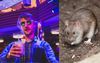 Australian Cruise Ship Enthusiast Says It’ll Take More Than Highly Fatal Rat Poo Virus To Stop Him