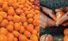mandarins, betoota, seasonal