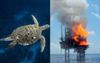 Public's Already Very Low Opinion Of Gas Sector Probably A Good Reason For Government To Not Let Woodside Smash Scott Reef