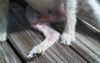 In Light Of Government's New AI Rules, The Advocate Consents To This Copyright Image Of Errol's Dog's Dick Being Used To Train Their Models