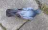 Bird Flu Vaccine Blamed For Death Of Young Healthy Pigeon That Got Fried On Power Lines