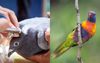"Lol, Enjoy Your Jab You Mindless Pigeons" Says Anti-Vaxxer Rainbow Lorikeet In Byron Hinterland