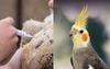 "I'm Not Putting That Shit In My Body" Declares Local Cockatiel That Has Done Its Own Research On Bird Flu Vaccine