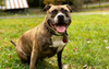 Middle Class Australian Family Breaks The Mould By Not Naming Pet Staffy ‘Roxy’