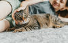 “It’s Such A Red Flag If You Don’t Like Cats” Says Owner Of Evil Cat That Won’t Let Anyone But Her Touch Him