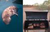 Dugong Population Drops 50% In Shock To Scientists That Have Never Tasted One As They Are Delicious