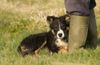 Australian “caged” puppy farmers feeling the crunch as free range market booms