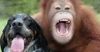 Louisiana county to legalise same-sex pet marriages