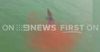 BREAKING: NT Police on the hunt for “croc killer” shark