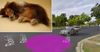Fake Pet Scam, Bathurst Police Warn Motorists To Not Stop If They Hear A Noise