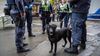 Border Force Admits They Planned On Using Sniffer Dogs In CBD Visa Blitz