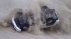 The Betoota Races and the weekend that was