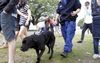Report: Sniffer Dogs Are Fucken Dogs