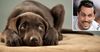 5 Tips To Help Protect Your Pet From The Sexual Advances Of Rugby League Players