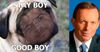 Tony Abbott compares rival James Mathison to a pug in vitriolic campaign memes