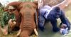 Elephant-eating MP Robert Borsak reveals he wanted to eat the Cincinnati gorilla