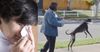 Mosman Mother Struggling To Domesticate Blooded Ex-Racing Greyhound