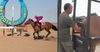 Betoota Races Soured After Mayor Is Caught Shelving Goey Into Prize Racehorse