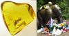 Fossilised Mosquito Carrying Harambe’s Blood Sells For $240 Million At Private Auction