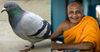 Ageing Buddhist hopes he doesn’t get reincarnated as a pigeon
