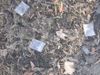 Byron Council Calls For State Government Assistance Cleaning Up After Nation’s Festival Goers