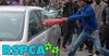 Apex Gang Members Released From Jail To Assist RSPCA In Saving Pets Locked In Hot Cars