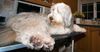 Pet Casts Judgemental Stare At Owner During Kick-Ons