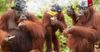 Perth Zoo’s Escapee Orangutans Found Safe After Perfectly Integrating Into WA Society
