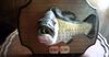 Big Mouth Billy Bass Still Good For A Laugh