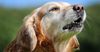 Local Dog Stops Thunderstorm With Powerful Bark