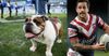Bulldogs Prioritise Welfare Of Mascot, Confirm They Will Not Be Signing Pearce