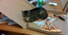 CSIRO To Fund Study Into Why Cats Do The Things They Do