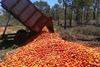 New Farm Nonno Furious At Amount Of Cheap Pasta Sauce Lost In QLD Tomato Wastage