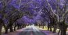 Fuck Yeah: The Jacarandas Are Back On