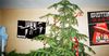 Christmas Decorations Still Hanging Passive-Aggressively In Sharehouse