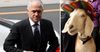 Turnbull Formally Offers Gary The Goat A State Funeral