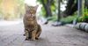 Suburb’s Low Socio-Economic Status On Full Display As Even Local Cat Seems To Wanna Have A Go