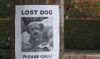 Dad Helps Kids Make Lost Signs For 19-Year-Old Dead-Blind Pet That’s Very Dead