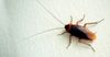 Resident Cockroach Appalled By The Living Conditions In Local Share House