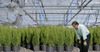 Latham Secretly Farms Hydroponic Pine Trees In Preparation For When Lefties Ban Christmas