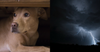 RSPCA Confirms That Even Outside Dogs Are Allowed Inside During Thunderstorms